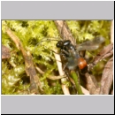 Priocnemis sp - Wegwespe 12e 8mm zwei Weibchen streiten um die Wolfsspinne - Trochosa sp.jpg